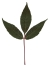 Mandschurischer Ahorn: Blatt