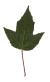 Feuer-Ahorn, Blatt