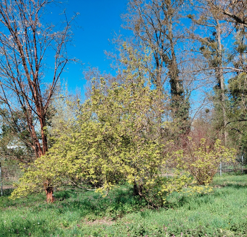 Feuer-Ahorn im Botanischen Garten Darmstadt