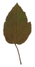 Tatarischer Steppen-Ahorn, Blatt