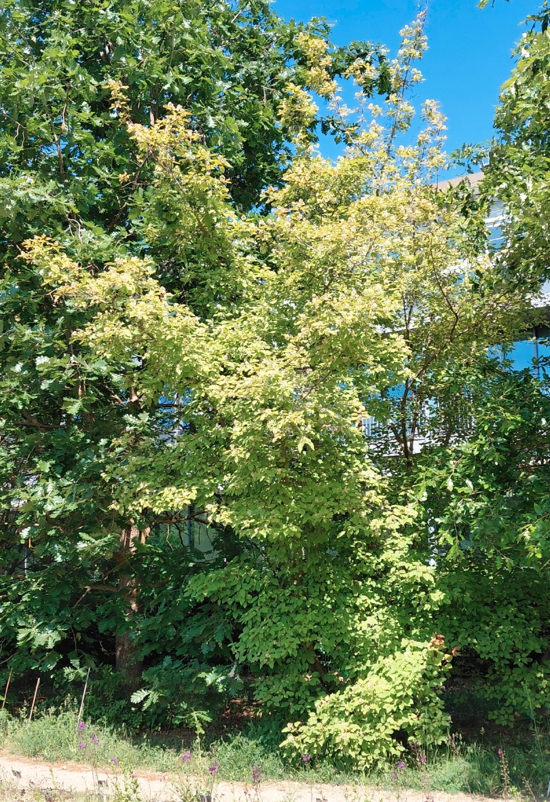 Tatarischer Steppen-Ahorn im Botanischen Garten Mainz