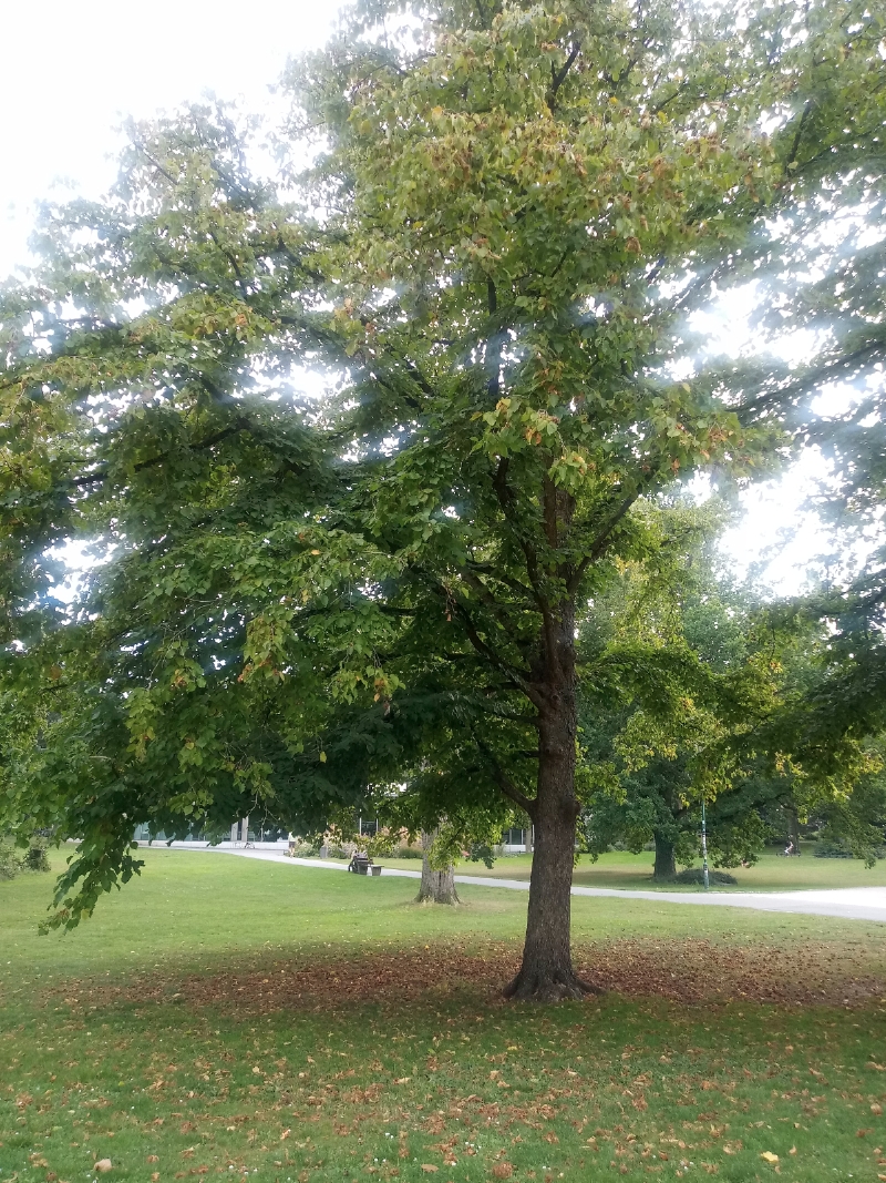 Baum-Hasel