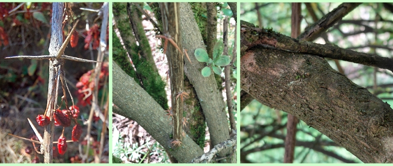Gewöhnliche Berberitze: Borke und Dornen