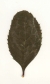 Gewöhnliche Berberitze, Blatt