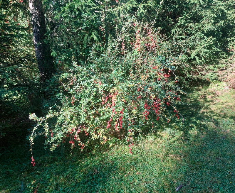 Gewöhnliche Berberitze