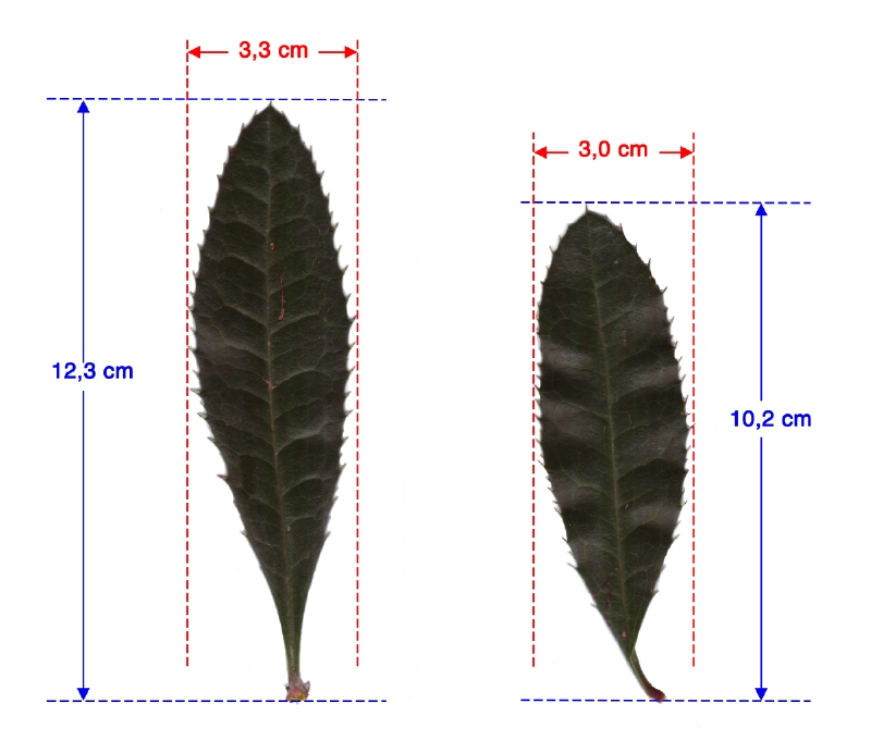 Julianes Berberitze: Blätter (Blattoberseiten)