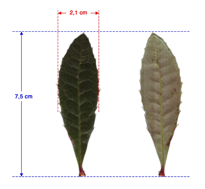 Julianes Berberitze: Blatt