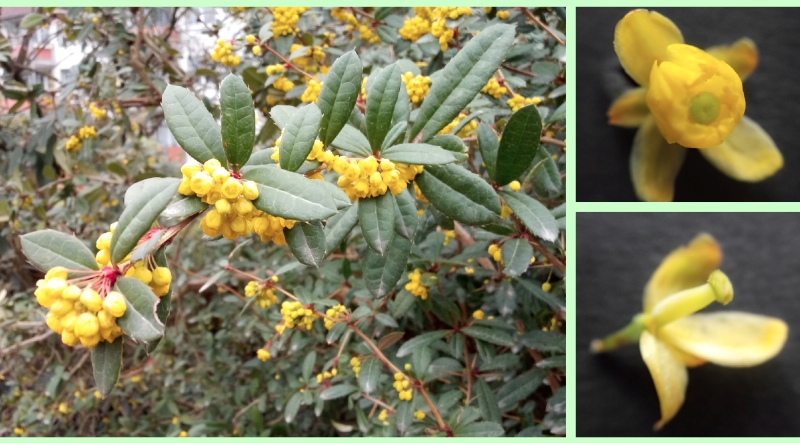 Julianes Berberitze: Blütenstände u. Blüten