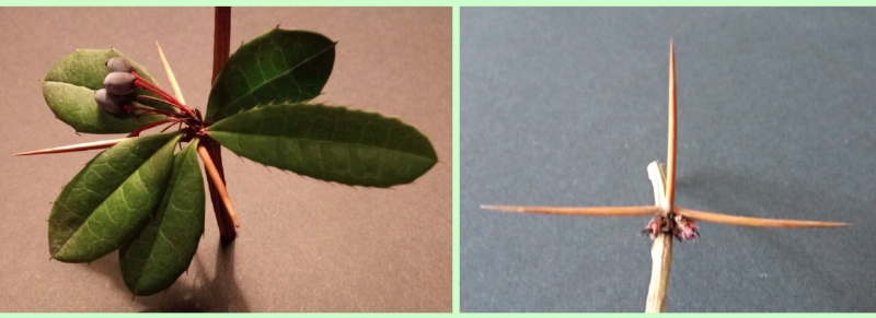 Julianes Berberitze: Dornen