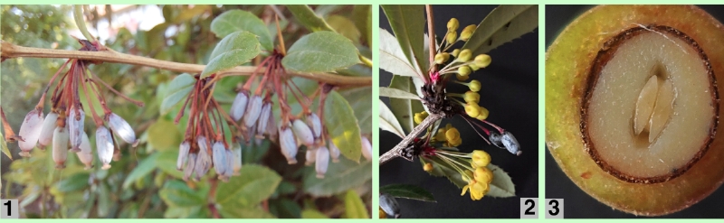 Julianes Berberitze: Früchte