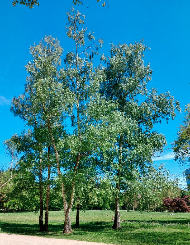 Hänge-Birken