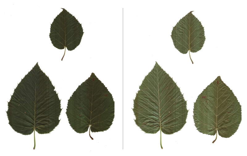 Blätter der Lindenblättrigen Birke, jeweils Ober- u. Unterseite