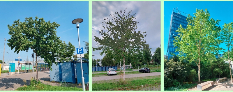 Junge Lindenblättrige Birken