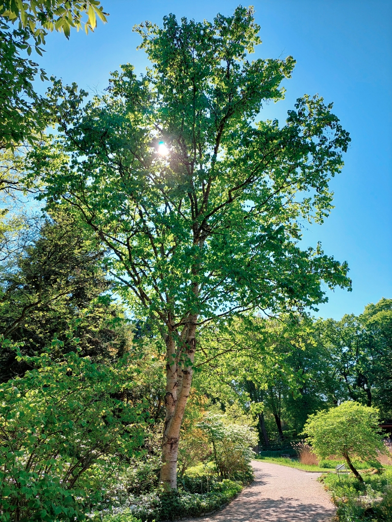 Lindenblättrige Birke