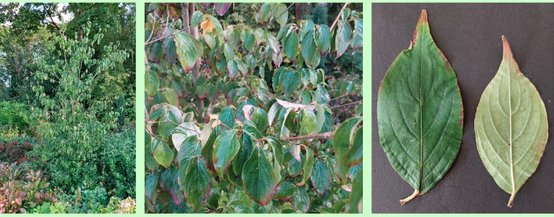 Chinesischer Blumen-Hartriegel: Borken