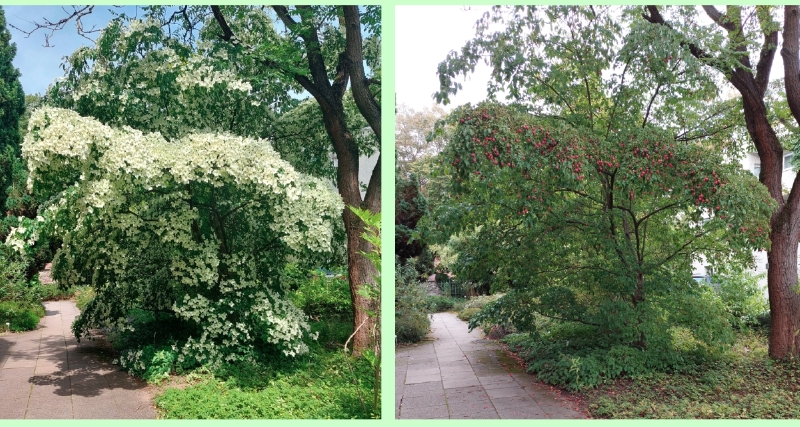 Japanischer Blumen-Hartriegel im Botanischen Garten Darmstadt