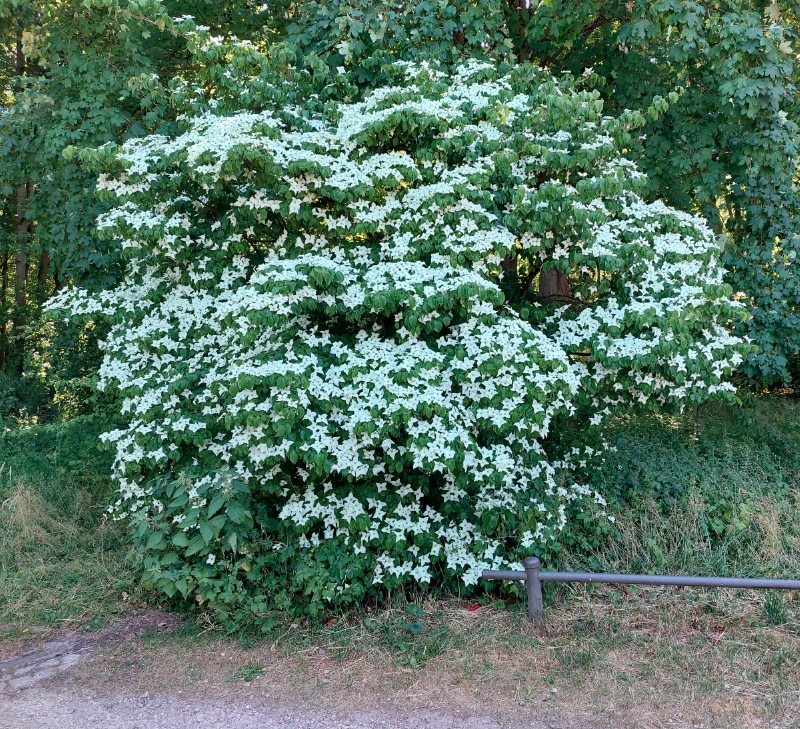 Japanischer Blumen-Hartriegel