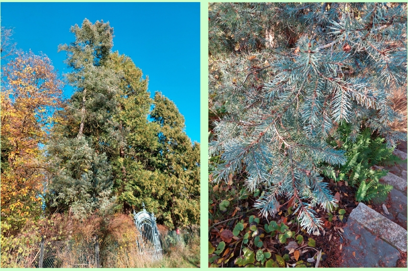 Blaue Douglasie