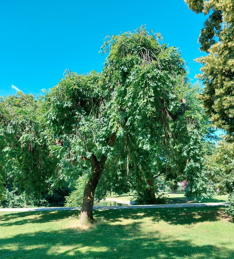 Hänge-Esche im Herrngarten Darmstadt, Juni 2024