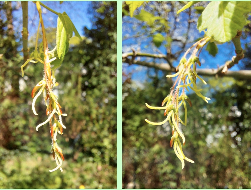 Eschen-Ahorn: weibliche Blüten