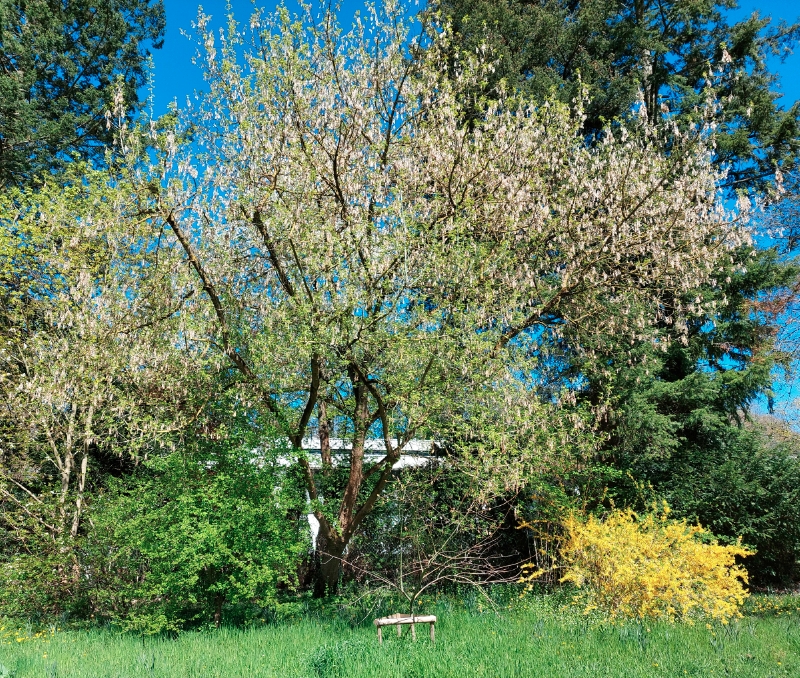 Blüehender weiblicher Eschen-Ahorn im April