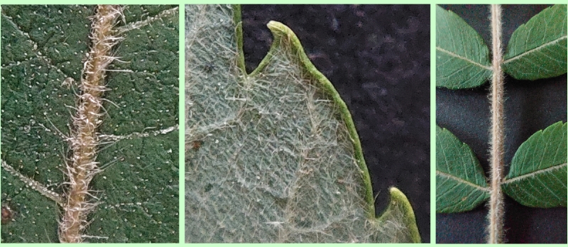 Essigbaum: Blattdetails