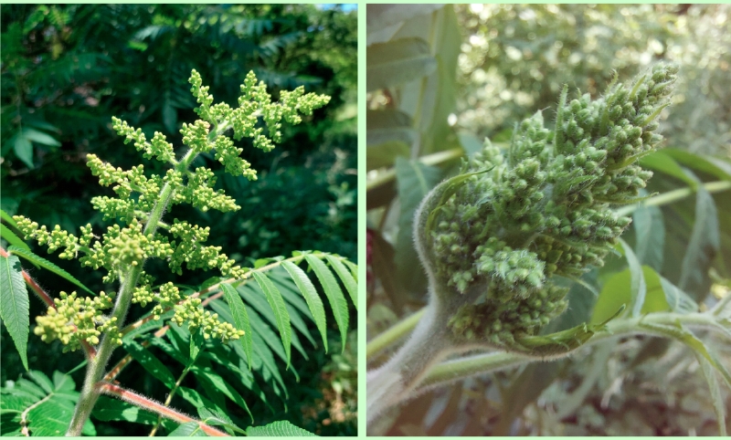 Essigbaum: Blütenstände