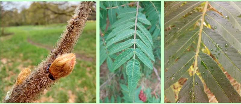 Essigbaum: Fiederblätter und Knospen