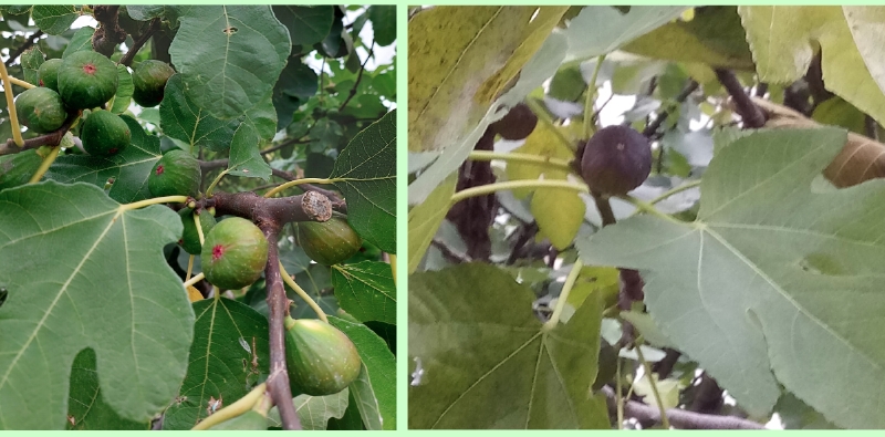 Blatt der Echten Feige