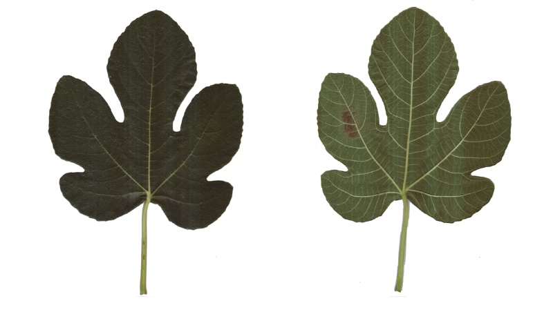 Blatt der Echten Feige