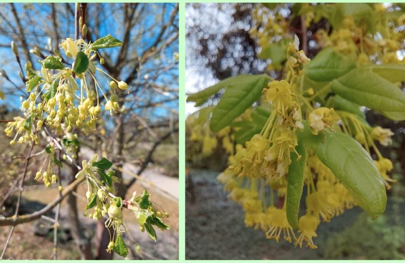 Blütenstände vom Felsen-Ahorn