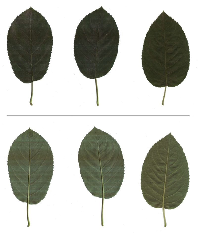 Blätter der Kupfer-Felsenbirne