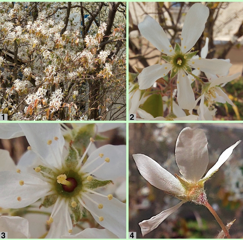 Kupfer-Felsenbirne: Blürten