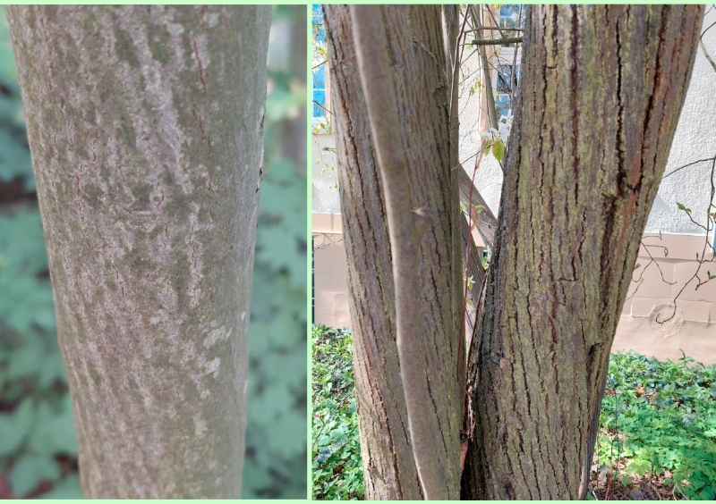 Borken der Kupfer-Felsenbirne