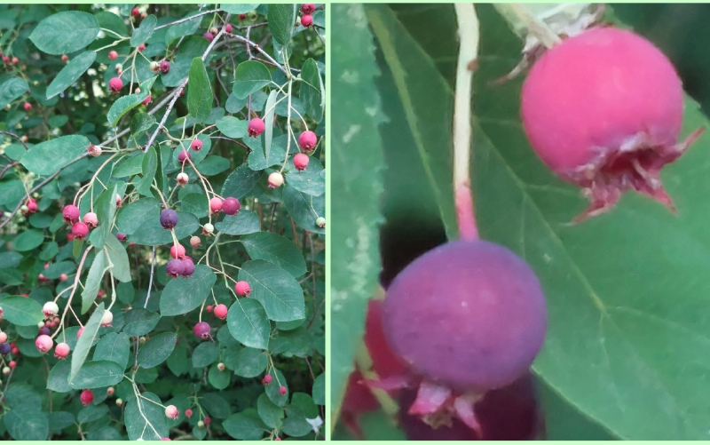 Früchte der Kupfer-Felsenbirne