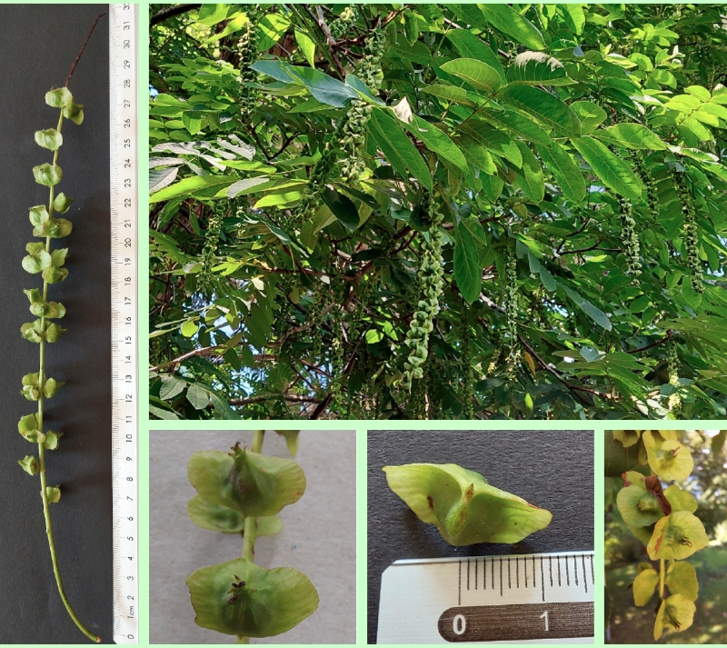 Männliche Blüten der Chinesischen Flügelnuss