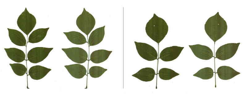 Blätter des Amerikanischen Gelbholz