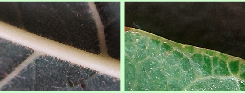 Details der Blätter des Amerikanischen Gelbholz