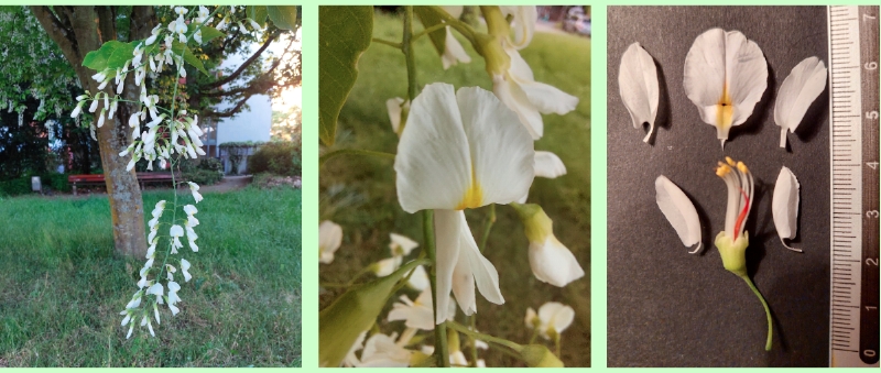 Amerikanisches Gelbholz: Blüten