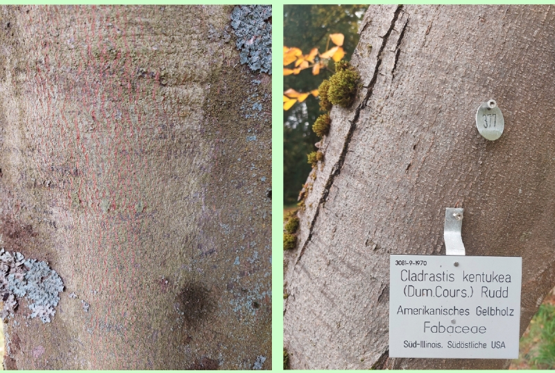 Amerikanisches Gelbholz: Borke und Hauptastverteilung