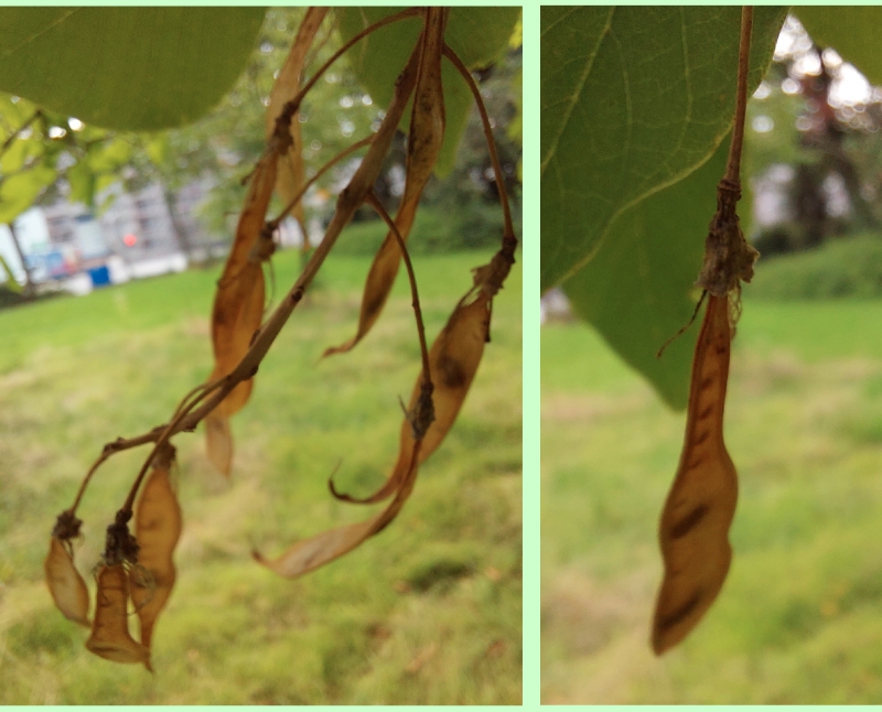 Amerikanisches Gelbholz: Früchte