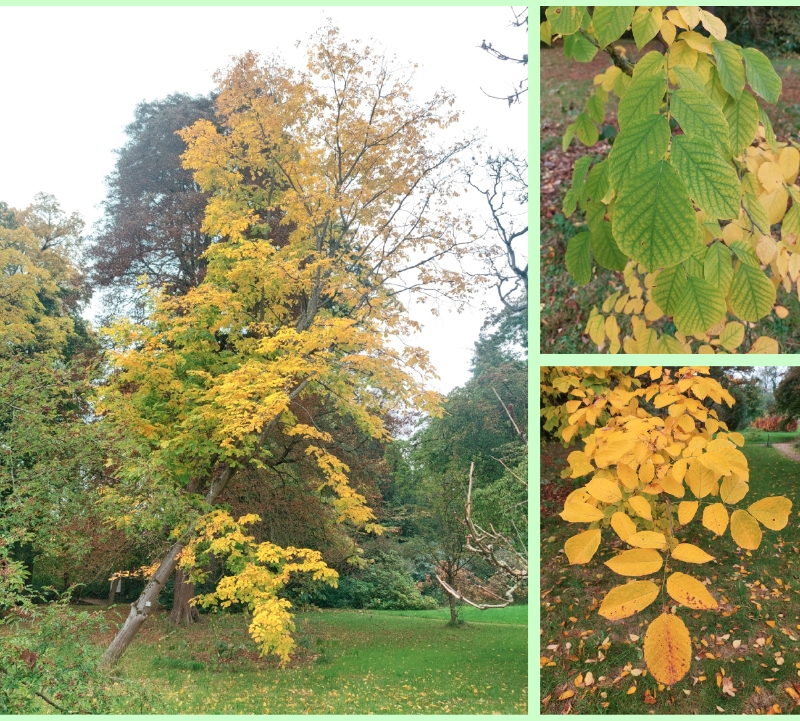 Amerikanisches Gelbholz im Herbst