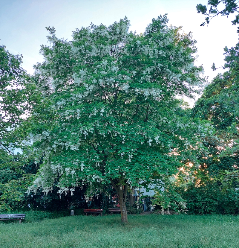 Amerkainisches Gelbholz