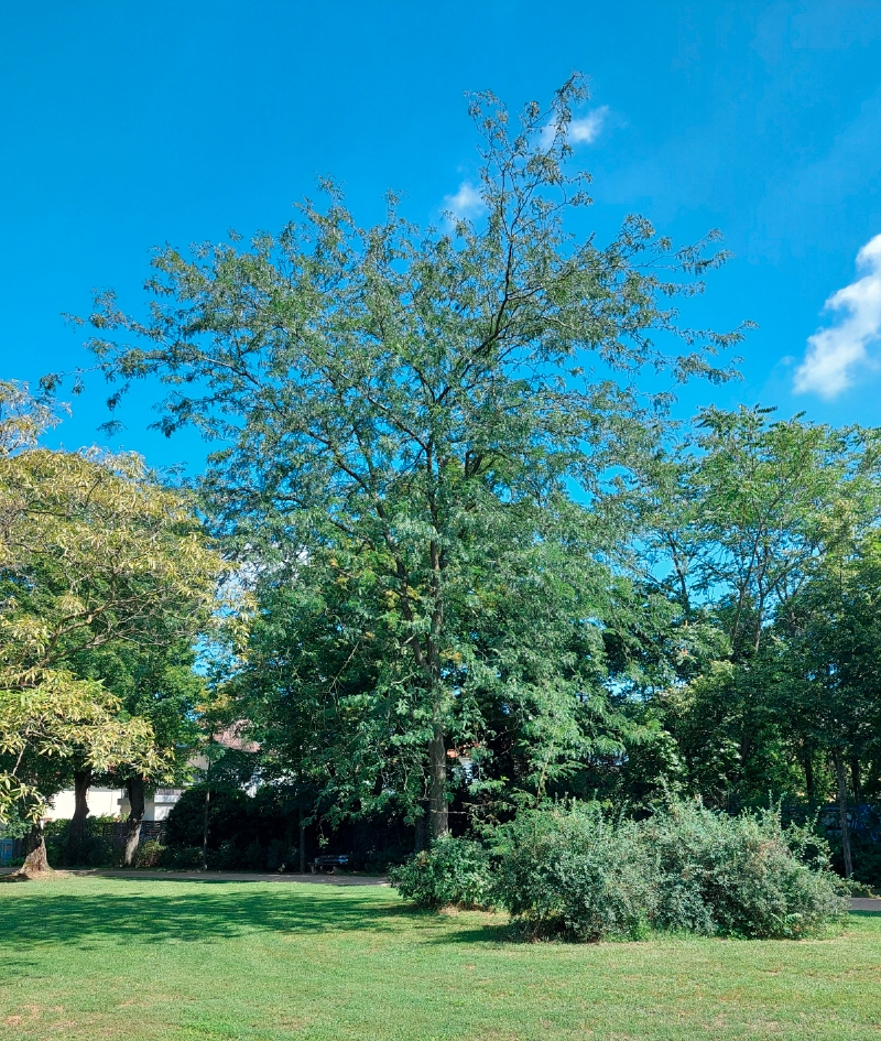 Amerikanische Gleditschie in einem Stadtpark