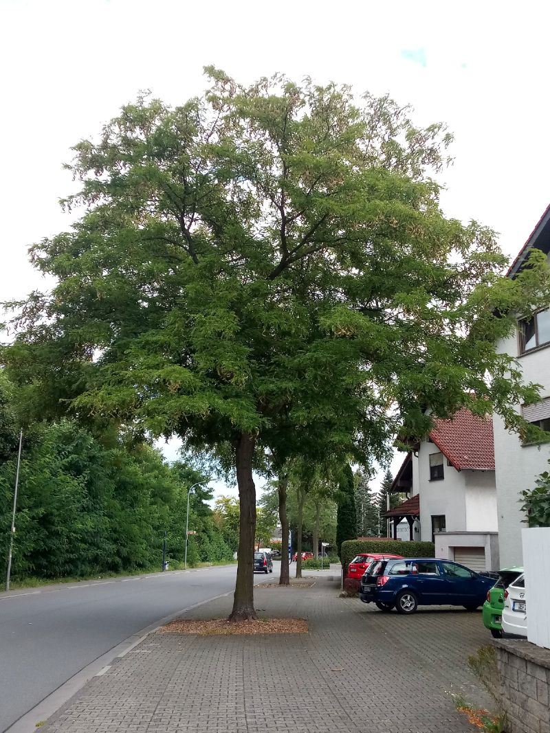 Dornenlose Gleditschie 