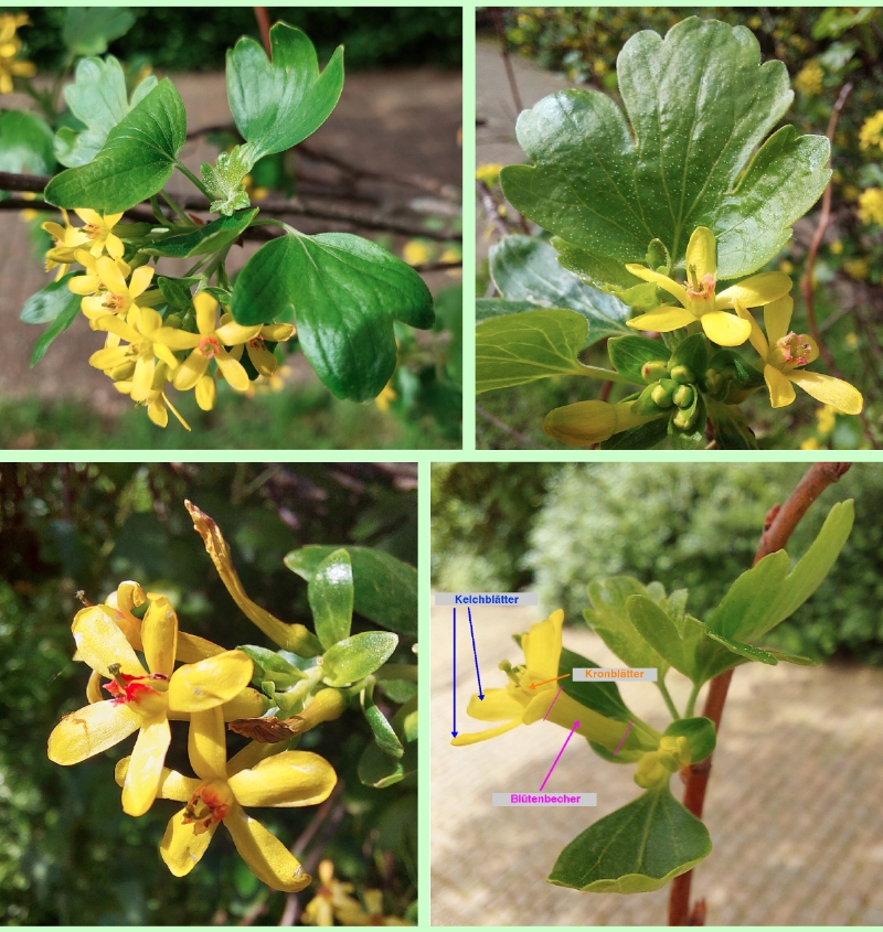 Blüten der Gold-Johannisbeere