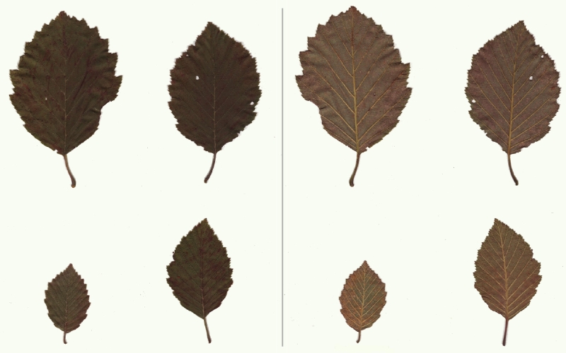 Blätter der Grau-Erle, Ober- u. Unterseiten