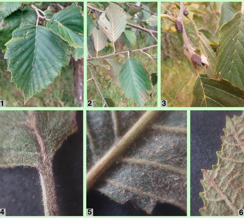 Grau-Erle: Blattdetails