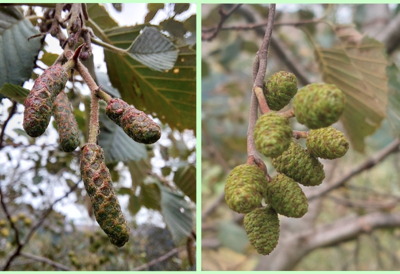 Grau-Erle: Vorjahresblütenstände