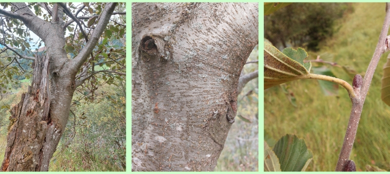 Rinde eines kleinen Grau-Erlenbäumchen